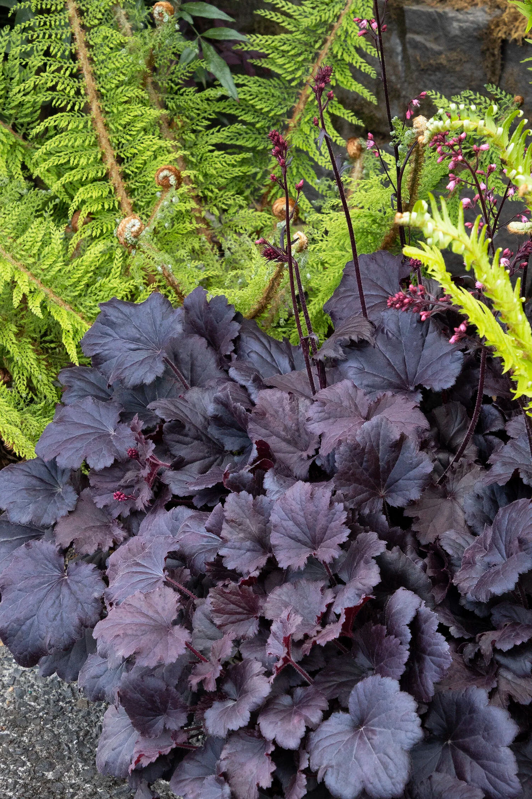 Sirens’ Song Dark Night Heuchera
