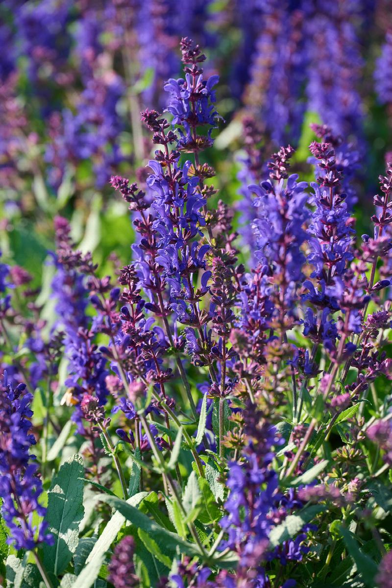 Dark Matter™ Meadow Sage, Salvia