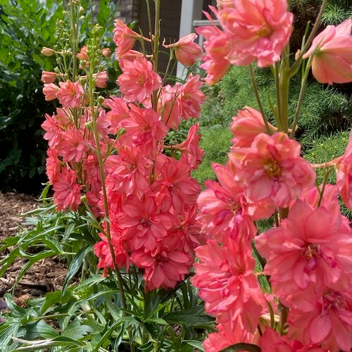 Delphinium Red Lark NEW 2025