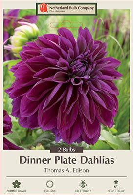 DAHLIA DINNER PLATE THOMAS A. EDISON