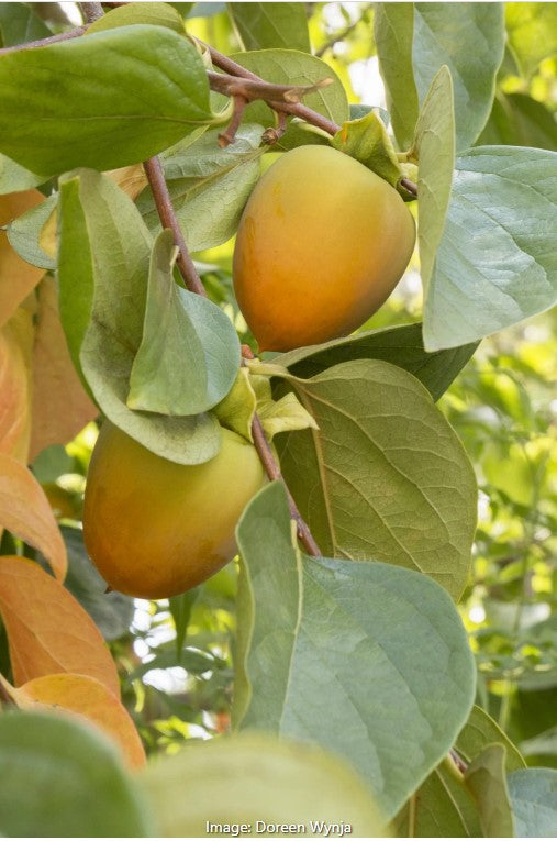 Hachiya Japanese Persimmon