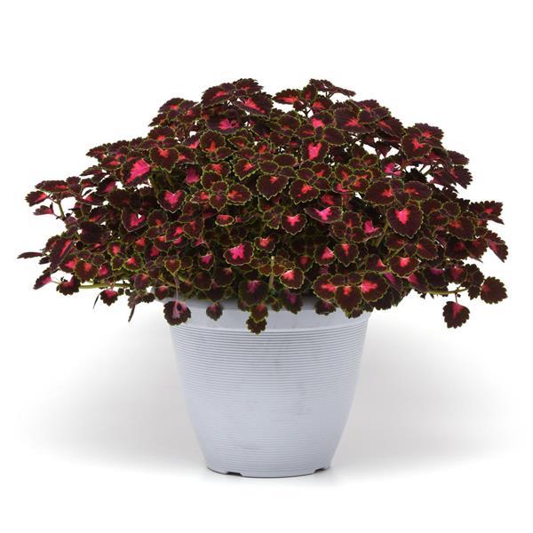 Coleus Trailblazer Road Trip NEW 2025