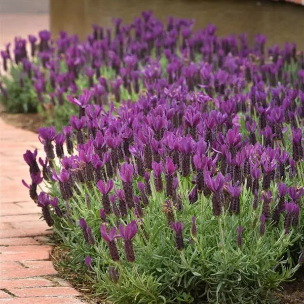 Lavender Primavera NEW 2025