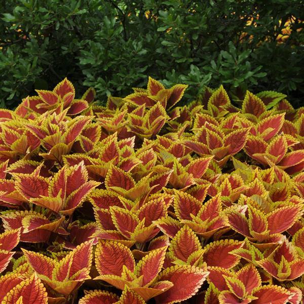 Coleus Volanica Trusty Rusty NEW 2025