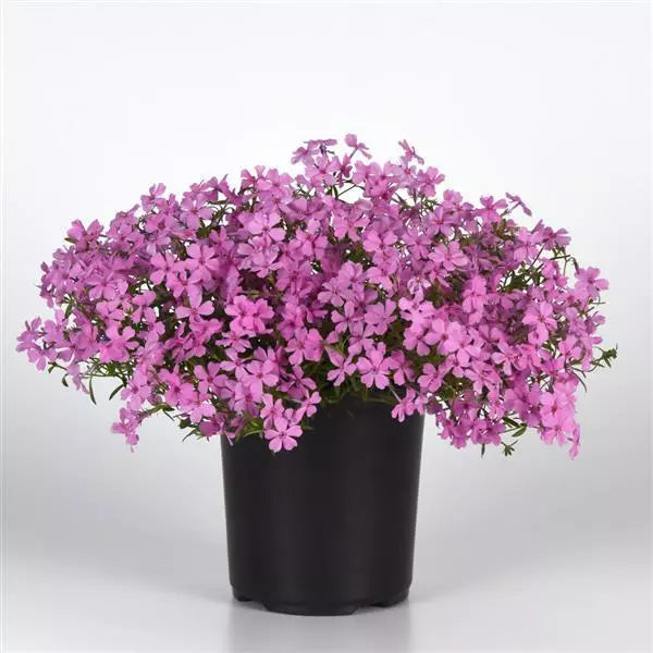Phlox Spring Splash Pink NEW 2025