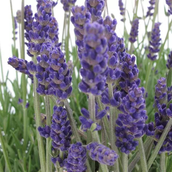 Annette Lavender NEW 2025