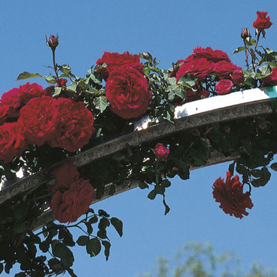 Rose DON JUAN