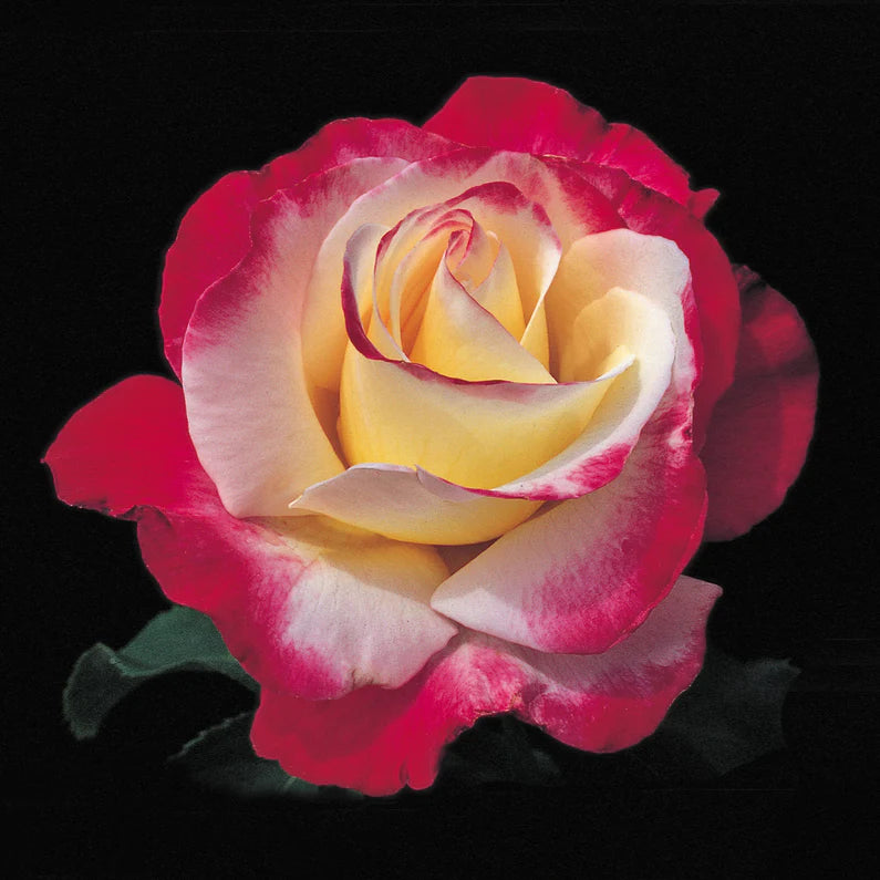 ROSE DOUBLE DELIGHT
