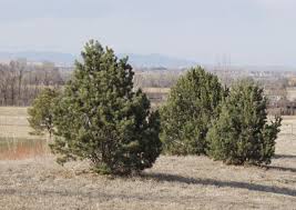 Pinon Pine