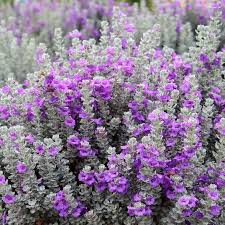 'Microburst' Texas Sage