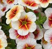 Calibrachoa Calitastic Cappuccino NEW 2025