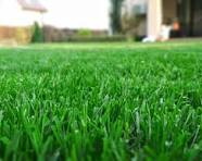 6 STEP Lawn Care for Fescue Lawn