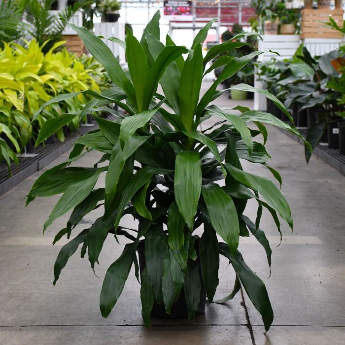 dracaena janet craig watering Dracaena Janet Craig