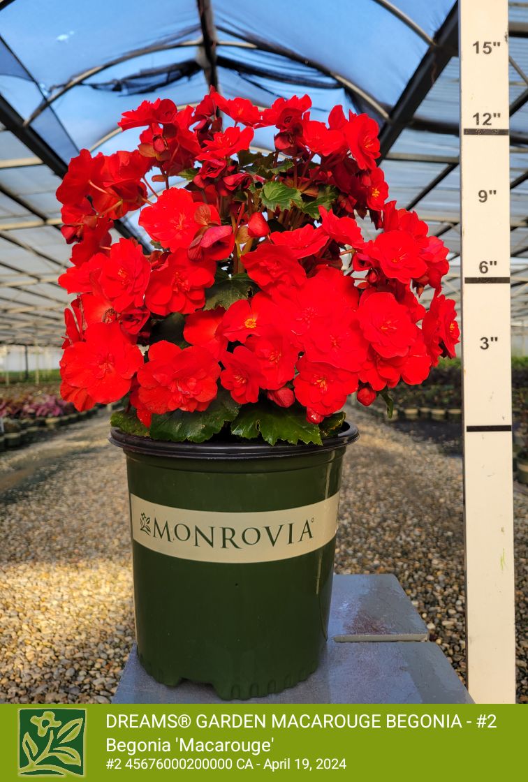Dreams® Garden MacaRouge Begonia