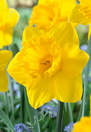 Narcissus Dutch Master Bulb