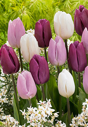 Tulip Dutch Prince Mixture Bulb