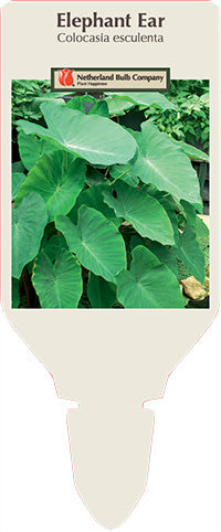Elephant Ear (COLOCASIA ESCULENTA)