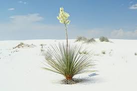 Yucca Elata