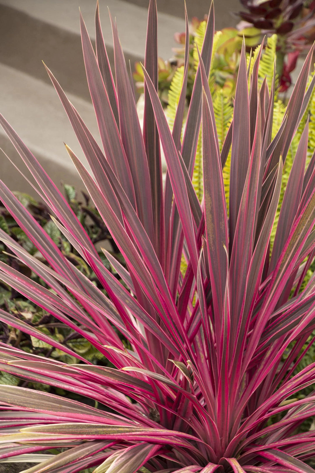 Electric Pink Cordyline