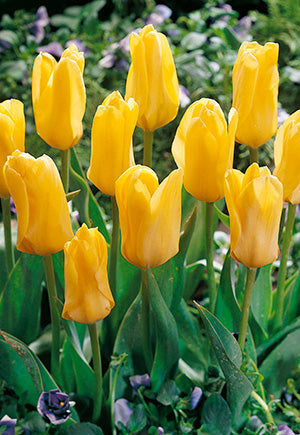 Tulip Yellow Emperor Bulb