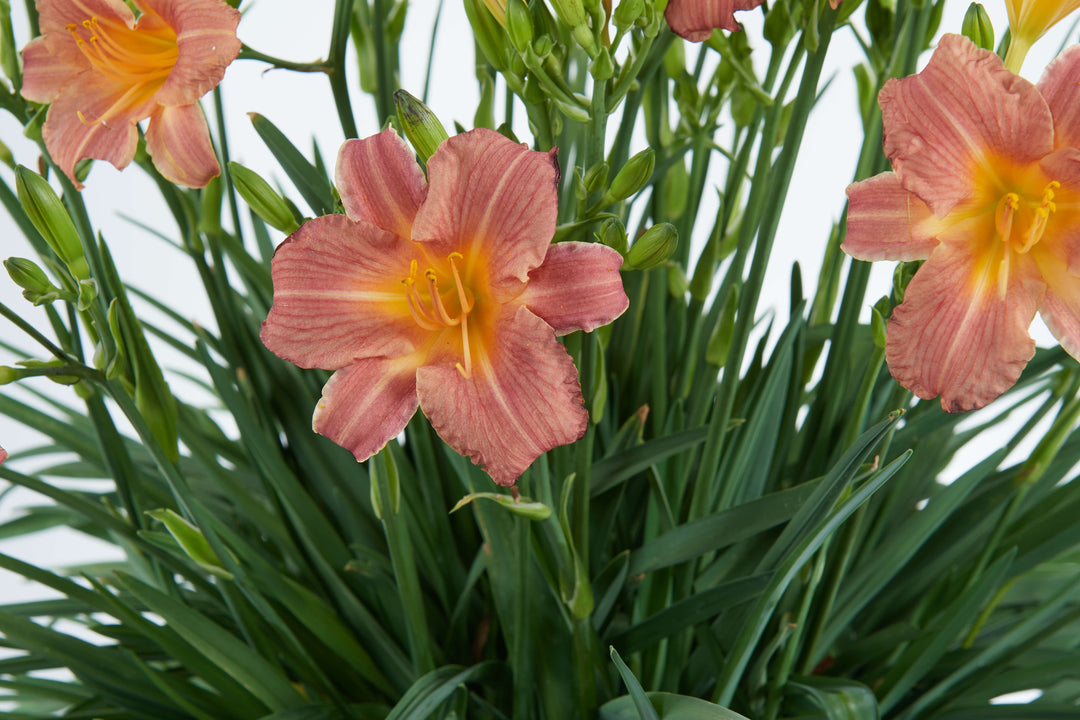 Endlesslily® Coral Daylily