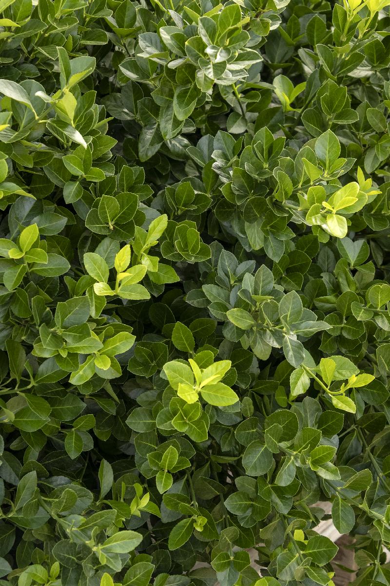 Euonymous Patens 'Manhattan'