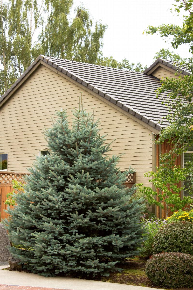 Fat Albert Colorado Blue Spruce