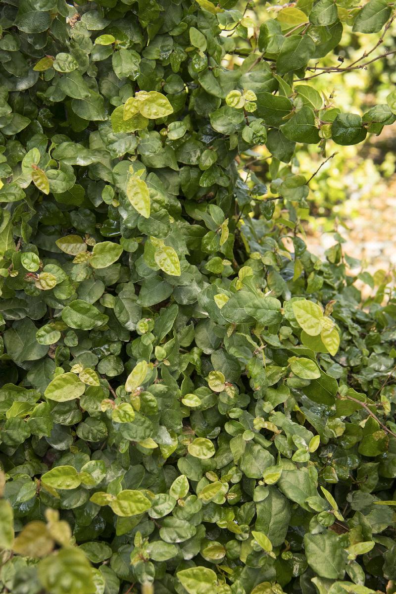 Creeping Fig Ivy
