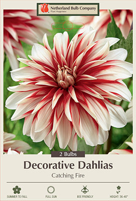 DAHLIA DECORATIVE CATCHING FIRE