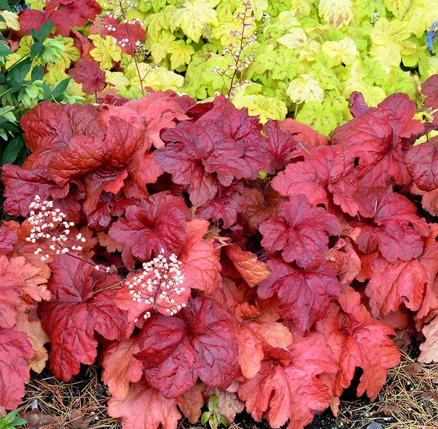 Fire Alarm Heuchera