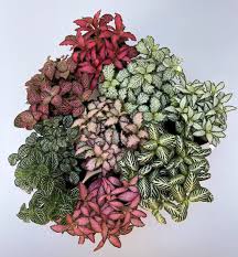 FITTONIA