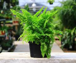 Fern Fluffy Ruffle