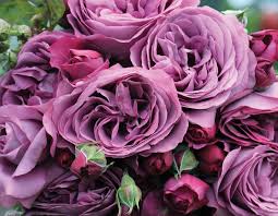 ROSE FRAGRANT PLUM