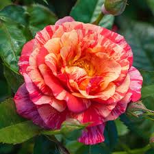 Rose FRIDA KAHLO