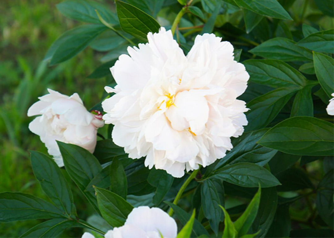 Gardenia Peony