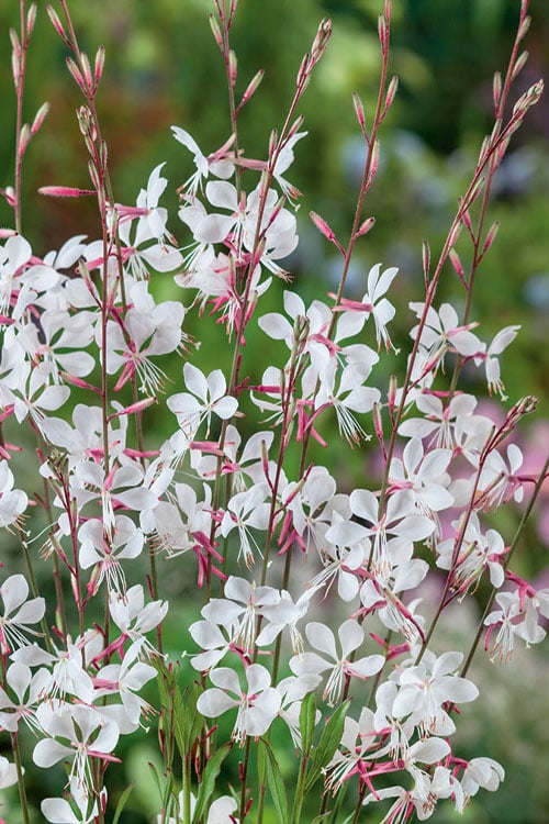 Gaura - Whirling Butterflies