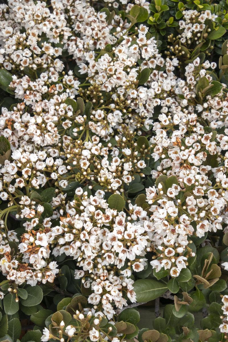 Georgia Petite Indian Hawthorn