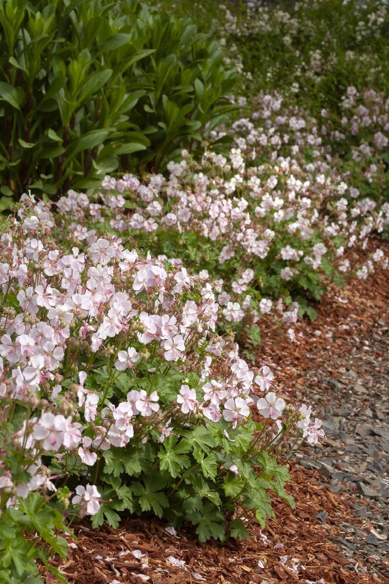 Biokovo Cranesbill