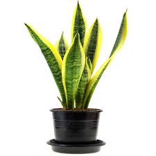 Sanseveria Golden Edge