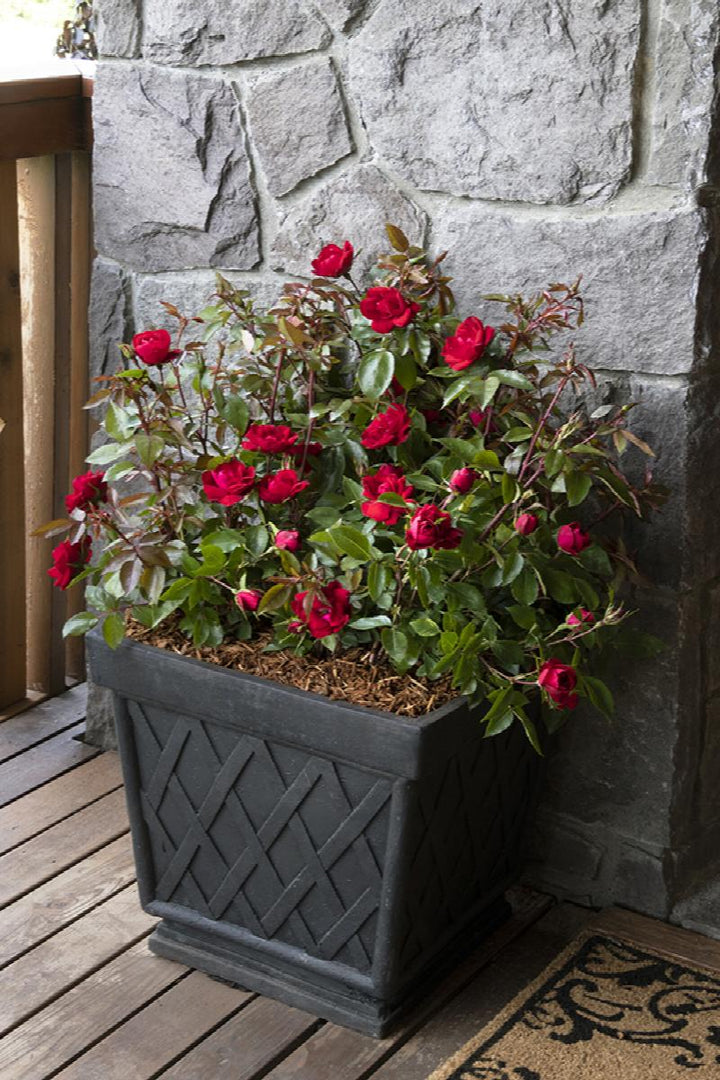 Grace N' Grit™ Red Shrub Rose