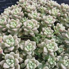 Graptopetalum Assorted