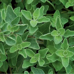 4" Chef Jeff's Herbs Oregano Greek