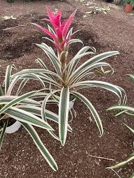 Guzmania Bromeliad Purple and White Stripe