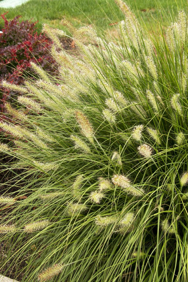 Dwarf Fountain Grass