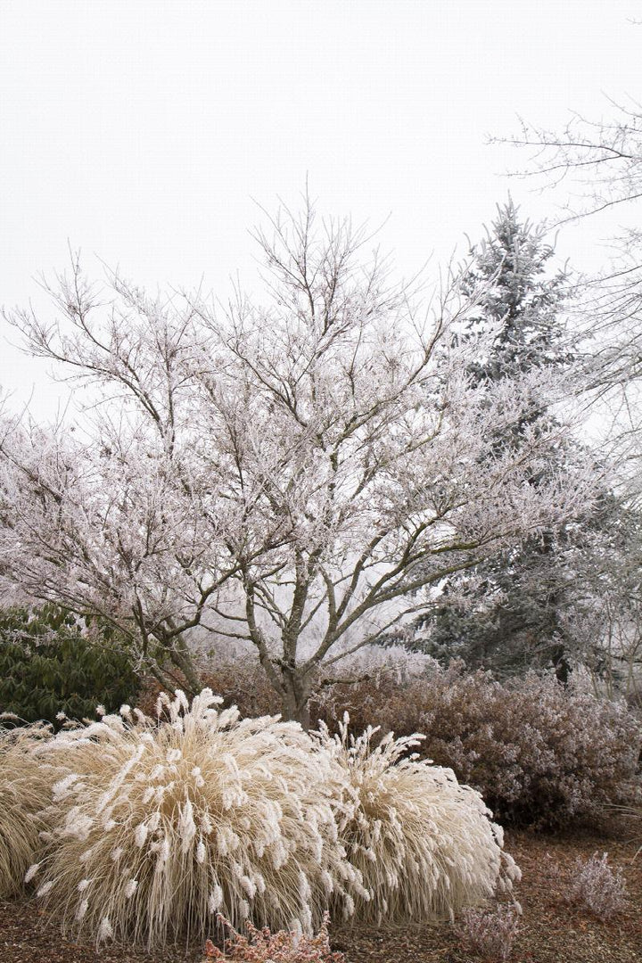 Dwarf Fountain Grass