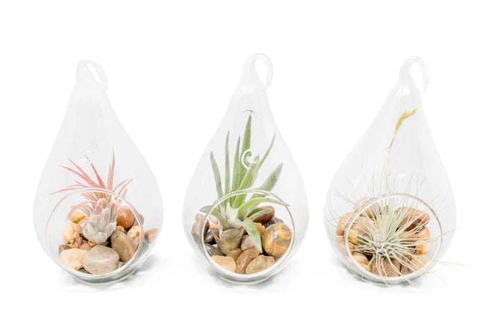 Hanging Teardrop Glass Terrariums