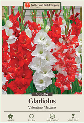 GLADIOLUS VALENTINE MIXTURE