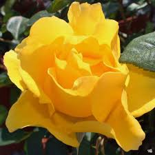 Rose HENRY FONDA