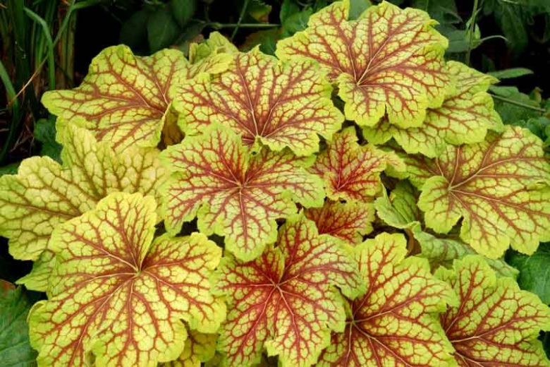 Red Lightening Heuchera