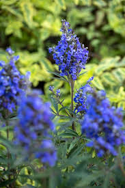 Vitex 'Honey Bee'